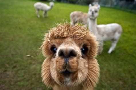 Alpaca Wallpapers - Top Free Alpaca Backgrounds - WallpaperAccess