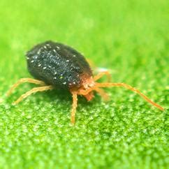 Learn More About Clover Mites In RI, MA, CT, NH, VT & ME | Big Blue Bug Solutions