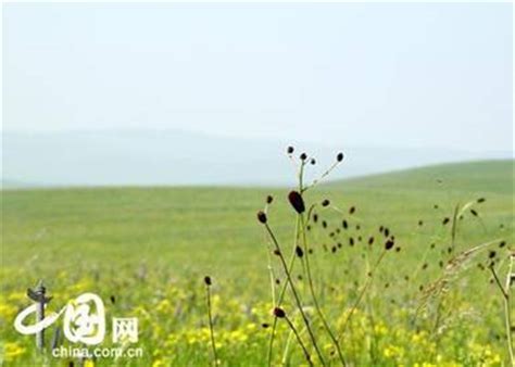 Inner Mongolia's Xilin Gol Grassland 锡林郭勒草原