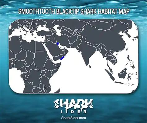 Smoothtooth Blacktip Shark– Facts, Size, Behavior, Diet, Pictures