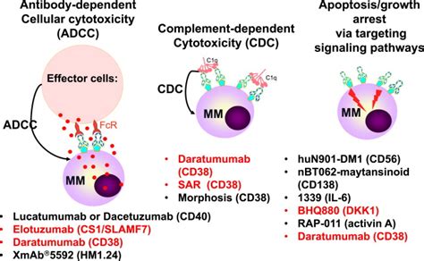 Novel Targeted Agents in the Treatment of Multiple Myeloma | Oncohema Key