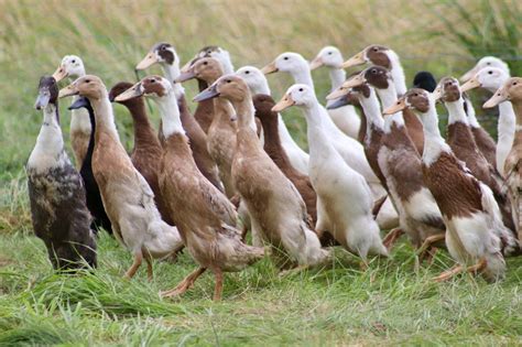 August 2019 - Safeguarding Biodiversity: Meet some of our fabulous Indian runner ducks ...