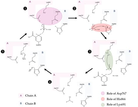 HMG-CoA-Reductase | Encyclopedia MDPI