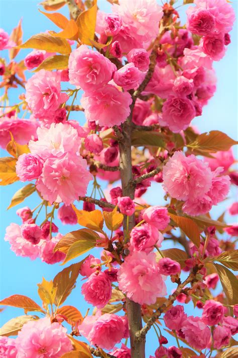 Free Images : flowers, spring, nature, tree, colorful, branches, flower, pink, petal, flowering ...