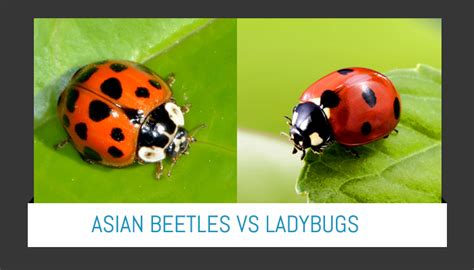 Infographic | Win Your Battle Against Asian Lady Beetles