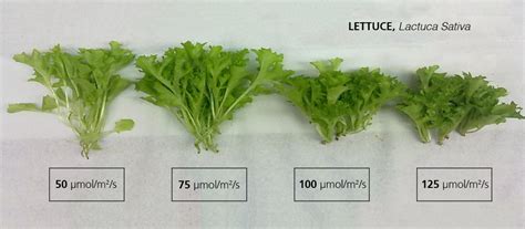 Lettuce-light-intensity-experiment-AP67-spectrum - Valoya LED Grow Lights