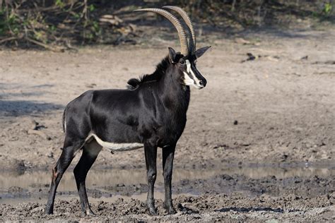 Sable Antelope: The National Animal of Zimbabwe