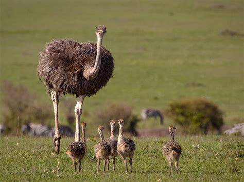 Baby Ostriches: All You Need to Know (with Pictures) | Birdfact