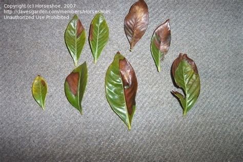 Garden Pests and Diseases: Gardenia leaf damage...bacterial? Burn ...