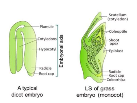 Monocot Cotyledon