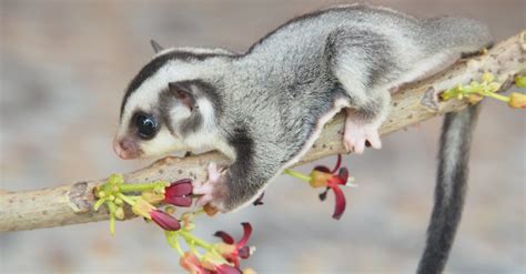 Sugar Glider Baby Sleeping