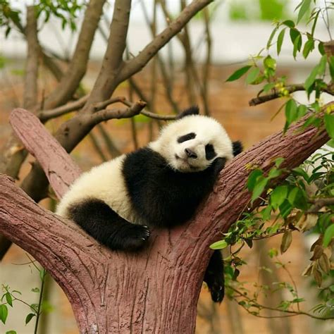 Goodnight | Sleeping panda, Panda bear, Baby panda