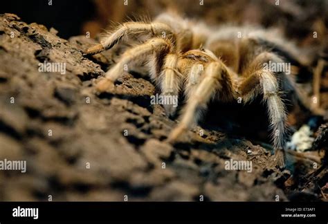 Western desert tarantula hi-res stock photography and images - Alamy