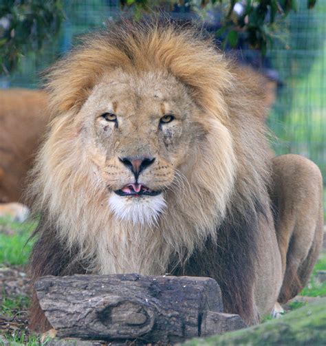 Lion In Close-up Free Stock Photo - Public Domain Pictures