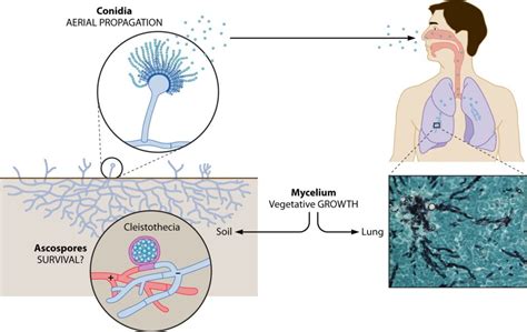 Aspergillus fumigatus- An Overview