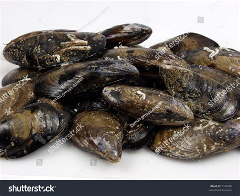 Fresh Live Mussels On A Fisher Shop Stock Photo 2392430 : Shutterstock