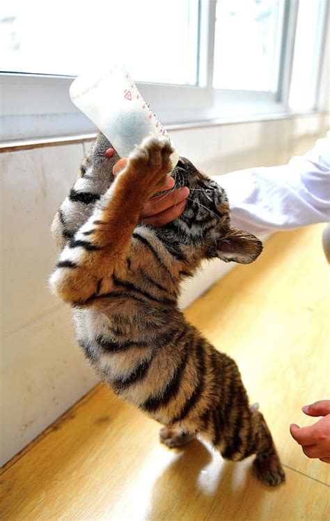 Cuteness alert! Three newborn South China tiger cubs are coming! - CGTN