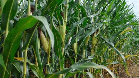 Stronger corn stalks could lead to greater food security | Clemson News