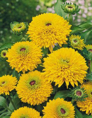 9 Great Rudbeckia Varieties