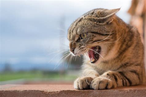 Angry Cat Open Mouth Stock Images - Download 762 Royalty Free Photos