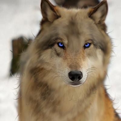 Blue eyed wolf by KarposSydlia on DeviantArt