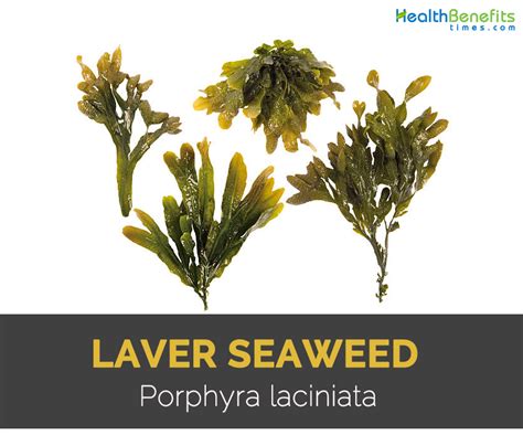 Laver Seaweed Facts, Health Benefits and Nutritional Value