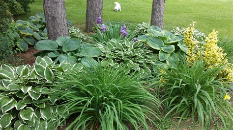 Our Garden Design with Hosta and Ground Cover