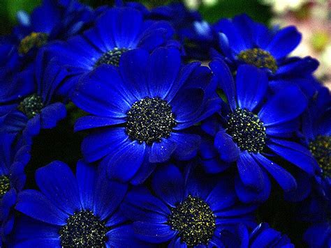 10 Most Beautiful Blue Flowers In The World - Yabibo