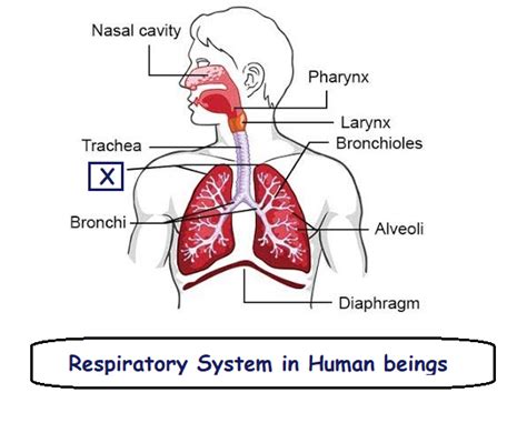 Draw neat and labeled diagrams of respiratory system