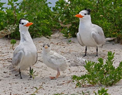 Huguenot Memorial Park: A Summer to Remember - May | Audubon Florida