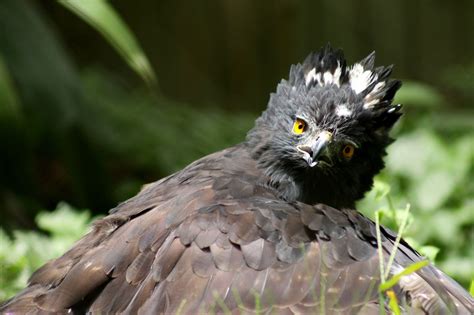 Photography held at the Zoo of São Paulo / Brazil | National geographic ...