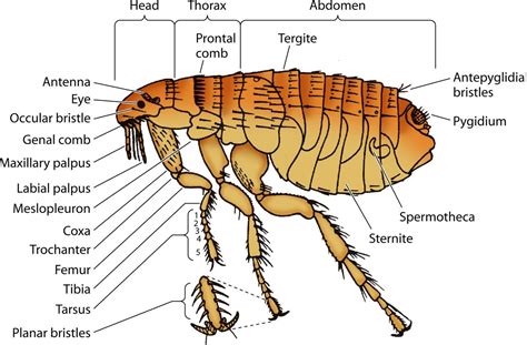 anatomy of arthropods - Google Search | Arthropods, Insects, Thorax