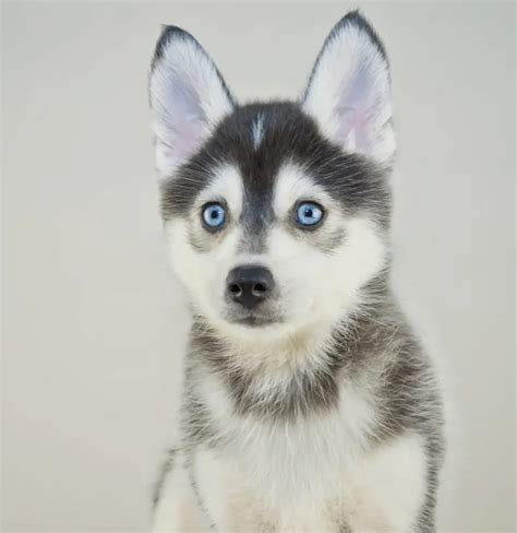 How Much Is A Pomsky Husky