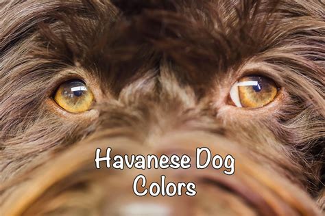 Havanese Colors: All You Need to Know - Bichon World