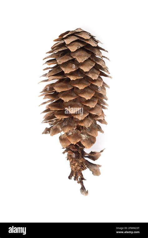 Spruce (Picea abies) cone isolated on white background Stock Photo - Alamy