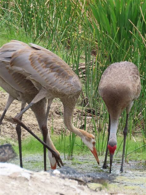 Sand Hill Cranes - NatureCoaster.com