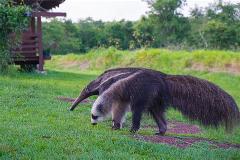 Tamandua Bandeira | Tamanduá, Tamanduá bandeira, Rio verde