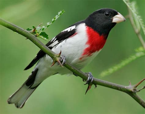 Rose Breasted Grosbeak Facts, Habitat, Diet, Life Cycle, Baby, Pictures