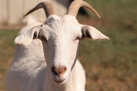 File:Goat face.jpg - Wikimedia Commons