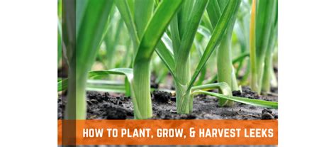 How To Plant, Grow, & Harvest Leeks | Farm Plastic Supply