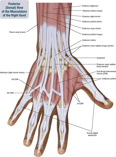 7. Muscles of the Forearm and Hand | Musculoskeletal Key