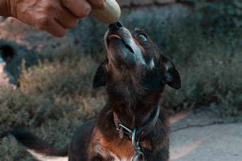 Black And White Dog · Free Stock Photo