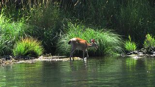 Rogue River Wildlife | The Rogue River is a spectacular wild… | Flickr