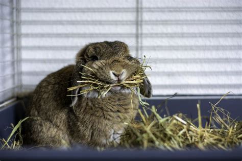 Types of Hay for Rabbits - The Rabbit Hop