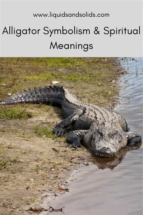 Alligator Symbolism & Spiritual Meanings