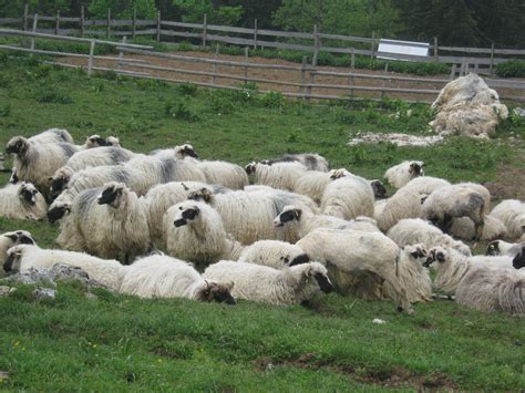 Travnik: A map for the local cheese | Caritas in Fojnica