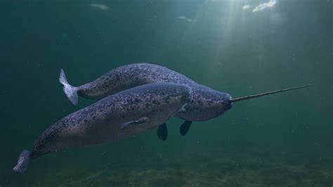 Meet the narwhal, the long-toothed whale that inspired worldwide legends | One Earth