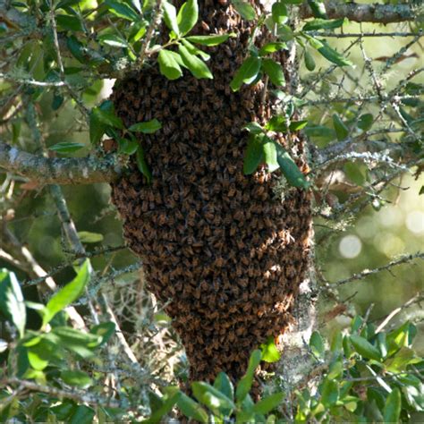 Bee Hive In Tree Drawing