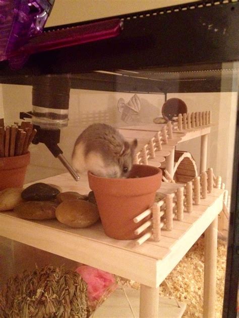 Hamster Cage - DIY aquarium conversion. Russian Campbell's Dwarf Hamster… | Addison - hamster ...