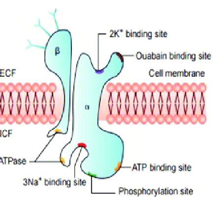 Structure of Na + K + -ATPase. | Download Scientific Diagram